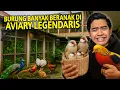 Lagu BURUNG BANYAK BERANAK DI AVIARY LEGENDARIS INI! AKU PELAJARI CARA SUPAYA AVIARYKU MAKIN BERKEMBANG!