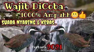 suara pikat burung sintar semak burung ayam ayaman sintar zebra burung brekek burung taragengek