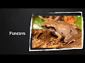 Frogs in the Classroom Habitats