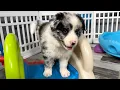 Border Collie Puppies Cute and Hilarious Playtime