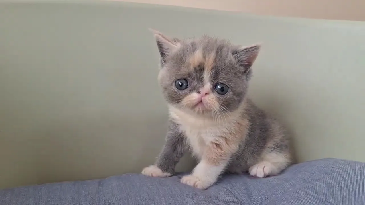 動画