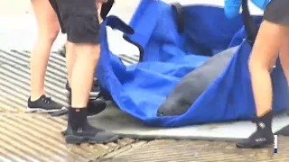 Rehabilitated manatee to be released into Port of the Islands Marina in Naples