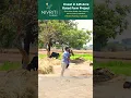 Download Lagu Savaari || BTS #ramurathod  \u0026 Bittu #srinidhi \u0026 #sumanbadanakal #folksongs2024