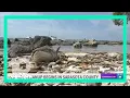 High red tide levels detected along Florida coastline