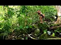 Download Lagu MELIHAT KEHIDUPAN SUKU DAYAK PUNAN YANG TINGGAL DI PEDALAMAN HUTAN KALIMANTAN