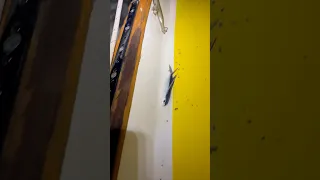 Saving lives, one fish at a time.