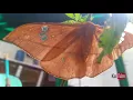 Download Lagu Beatiful Butterflies | Atlas Moth | Attacus Atlas | Kupu-kupu Gajah