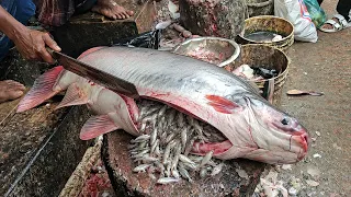 😱😱 Amazing Cutting Skills | Big Pangas Fish Cleaning & Cutting | Expert Fish Cutter