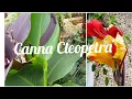 Download Lagu Canna Cleopetra for Exotic Garden