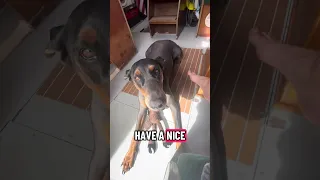 Hope you’re also enjoying your weekend!! #fypシ #Fyp #Dream #doberman #pets