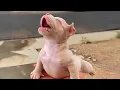 Top FUNNY PUPPIES Caught on the Internet Funny Animals
