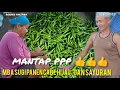 Lagu MBAH SUGI TRANSMIGRAN JALUR 03 SP 10 INI MELINTU HASIL PANEN NYA‼️