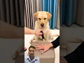 Download Lagu #dog #labrador #puppy #pets #funny #animals #babymonkey #cute #fruit #mongkey