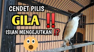 gila mengejutkan cendet pilis gacor isian aneh bikin cendet lain terbakar emosi