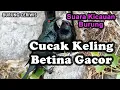 Download Lagu Suara Kicauan Burung Cucak Keling Betina Gacor Cocok Buat Masteran