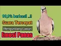 Lagu TEKUKUR GACOR suara merdu - PANCINGAN TEKUKUR AGAR BUNYI || 99,9% berhasil..! Mengundang lawan bunyi