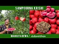 Lagu ರೋಗನಿರೋಧಕ 'ಮಕೋತ ದೇವಾ' | Mahkota Dewa / God's Crown - Immunity Booster | Sampoorna Krishi