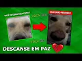 AFINAL QUE FIM LEVOU O PARADEIRO DO DOGUINHO QUE ERA IMAGEM DE PERFIL DOS USUARIOS DO XBOX 360
