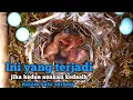 Download Lagu Ini yang terjadi kalau kedua anakan burung kedasih dalam satu sarang