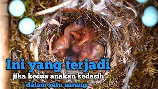 Download Ini yang terjadi kalau kedua anakan burung kedasih dalam satu sarang MP3