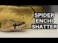 Morph Guide The Spider Enchi Shatter Ball Python - Benjamin s Exotics