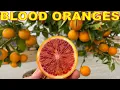 The PERFECT CITRUS TREE For Container Gardening Moro BLOOD ORANGES