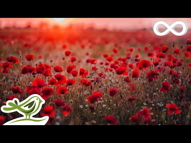 Download MP3 Beautiful Piano Music: Relaxing Music, Romantic Music, Sleep Music, Study Music ★132