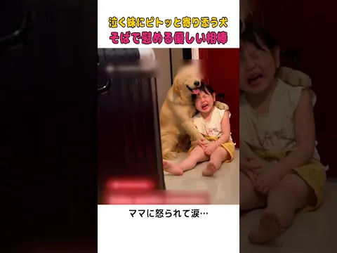 ママに怒られて泣く妹に、そっと前足を回して寄り添う犬の優しさに涙が止まらない😭  #犬のいる暮らし #感動 #優しい犬