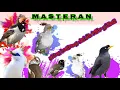 Download Lagu Masteran burung jalak juara,cocok utk semua jenis burung jalak cepat masuk dan langsung saut..
