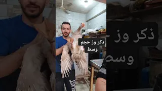 ذكر وز حجم وسط  طيور  وز بلدي دندنها