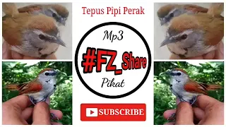 Download Mp3 Suara Pikat Tepus Pipi Perak MP3