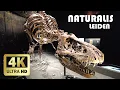 Download Lagu Naturalis, Leiden || Winter 2023 || 4K
