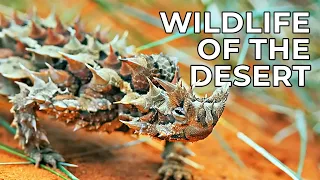 World Of The Wild Episode 9 The Deserts Free Documentary Nature 