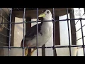 BARUUU .... MANTAAP .. SUARA BURUNG RUAK RUAK ( BURAK BURAK ) KALIMANTAN SELATAN ... UNTUK PIKAT
