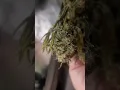 Garlic Fusion Grow In House Genetics likely HPLVD infected But did well