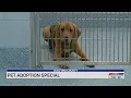 Ped adoption costs lowered in Guilford County during St Pawtricks Day event