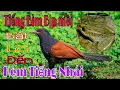 Download Lagu Tiếng Bìm Bịp Kêu Kết Hợp Tiếng Nhái ll Tiếng Chuẩn Cực nhạy