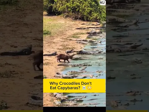 Why Crocodiles Don't Eat Capybaras? 😳 | Mind-Blowing Animal Fact! #shorts