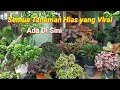 Download Lagu Cek Harga Aneka Tanaman Hias Yang Lagi Viral dan Belanja Tanaman Hias Cantik