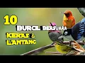 Download Lagu 10 Jenis Burung Kecil Cocok Buat Masteran | Paling Populer di Indonesia
