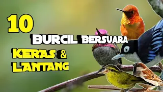 Download 10 Jenis Burung Kecil Cocok Buat Masteran | Paling Populer di Indonesia MP3