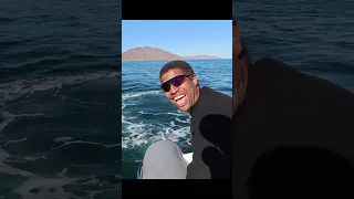 Hit by a whale