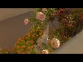 [Vietsub + pinyin] Khi yêu tôi - When you loved me - 爱我的时候 【Eric Chou 周兴哲- Thiệu Y Thuần 单依纯】
