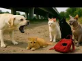 Download Lagu Kind-hearted Stray Dog ​​protects Kitten from big Cat Bullies at School | Touching Story