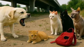 Kind Hearted Stray Dog Protects Kitten From Big Cat Bullies At School Touching Story 