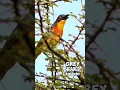 Download Lagu Grey headed bushshrike #shrike #shrikebird #birds #birdsounds #birdsinging #kicaumania #animals
