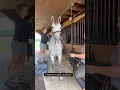 Follow me to learn equine massage