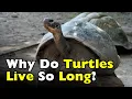 Why Do Turtles Live So Long