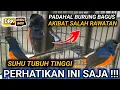Download Lagu FULL- MURAI BATU FIGHTER JOS TAPI SUHU TUBUH TERLALU TINGGI CARA MERAWAT MURAI BATU
