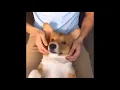 Shaking dog meme